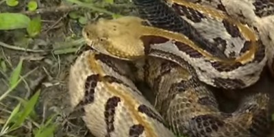 Chicago snake